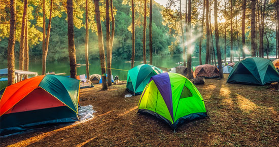 Camping and Tent Under the Pine Forest